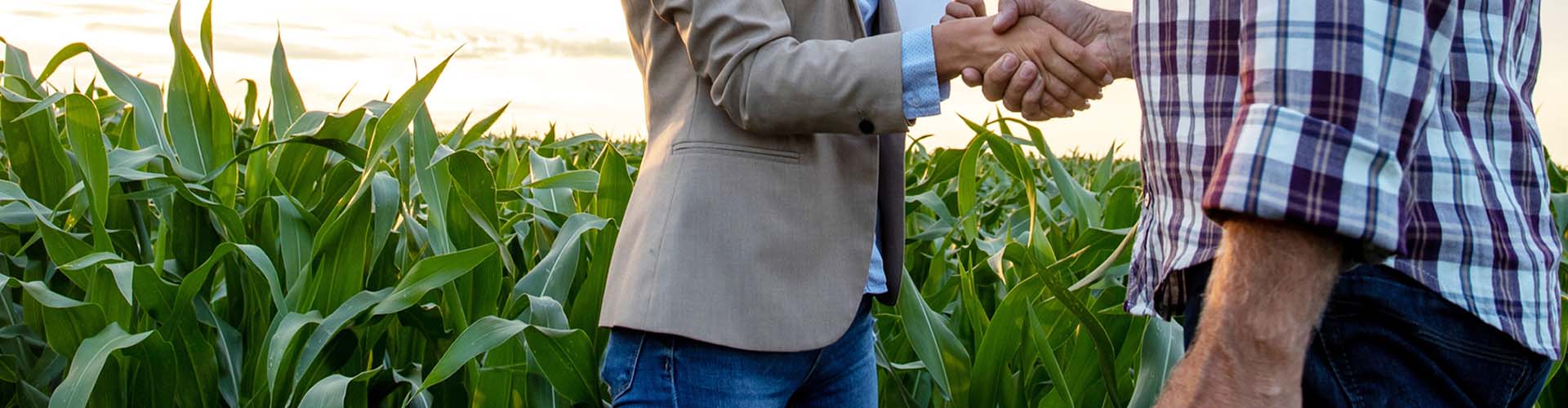 business meeting in a corn field
